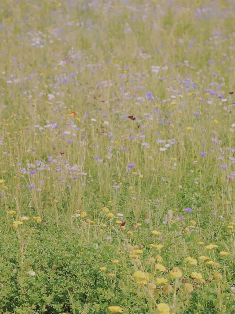 会员推荐 | LOUIS LONG ：路易诗兰色彩体系的传承与行业革新的背后......(图7)